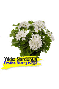 Koleksiyon Özel Tür Gül Sardunya  Fide Seti 4 Farklı Tür - 6