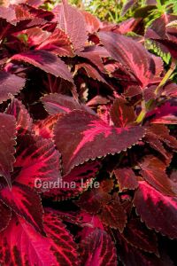 Kolyos Yaprak Güzeli ( Coleus ) King Henry  - 1