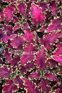Kolyos Yaprak Güzeli ( Coleus ) Malibu Red  - 1