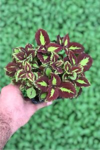 Kolyos Yaprak Güzeli Coleus Red Road Green Square  - 1