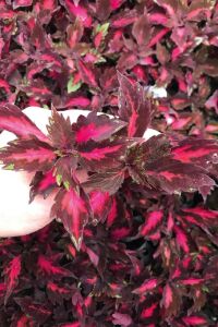 Kolyos Yaprak Güzeli Fidesi  Coleus Pink Poodle - 1