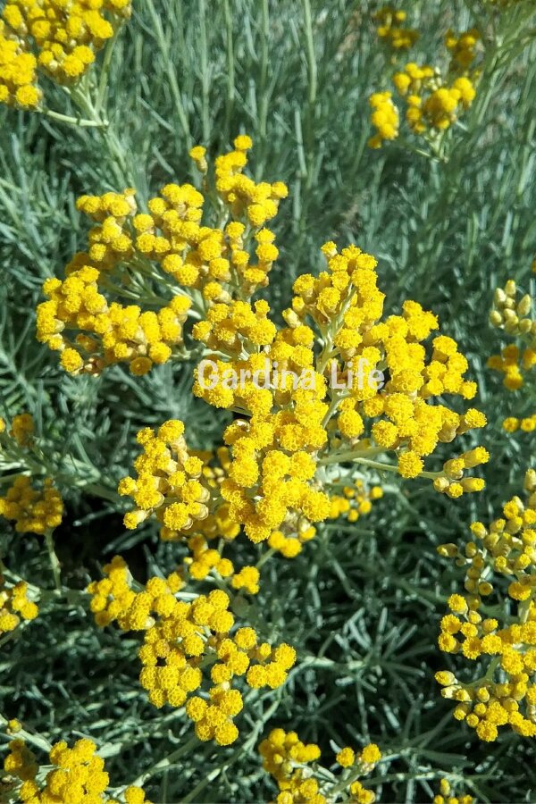 Köri Fidesi  ( Helichrysum Angustifolium ) - 1