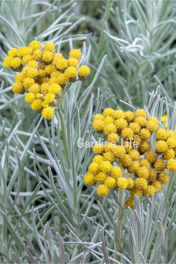 Köri Fidesi  ( Helichrysum Angustifolium ) - 2