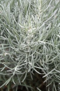 Köri Fidesi  ( Helichrysum Angustifolium ) - 3