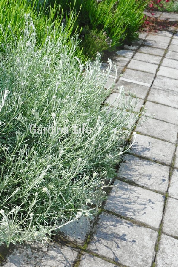 Köri Fidesi  ( Helichrysum Angustifolium ) - 4
