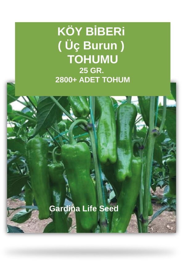 Köy Biberi Tohumu 25 gram 2800 Tohum - 1