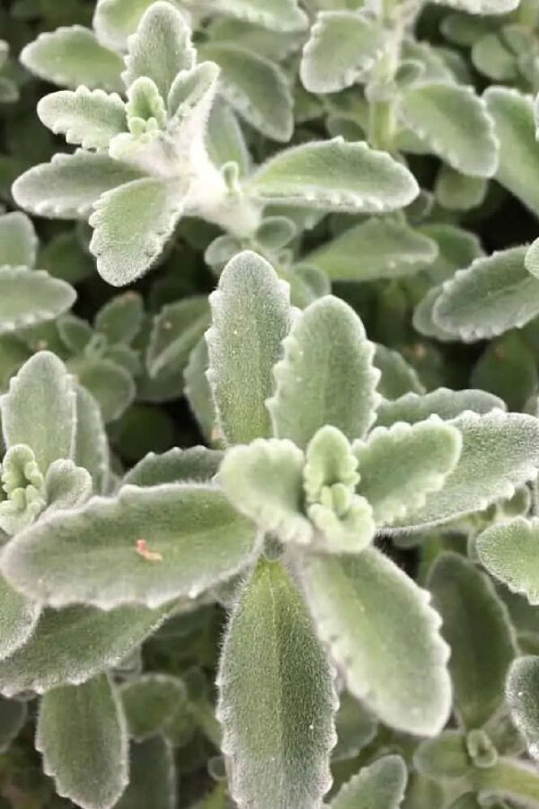 Küba Kekiği ( Plectranthus Amboinicus ) Malibu 
