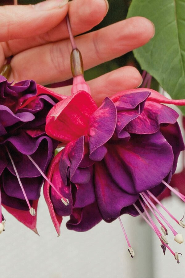 Küpe Çiçeği Fidesi Magenta Purple