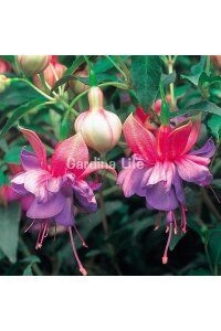 Küpe Çiçeği Fidesi Rose Blue  - 5