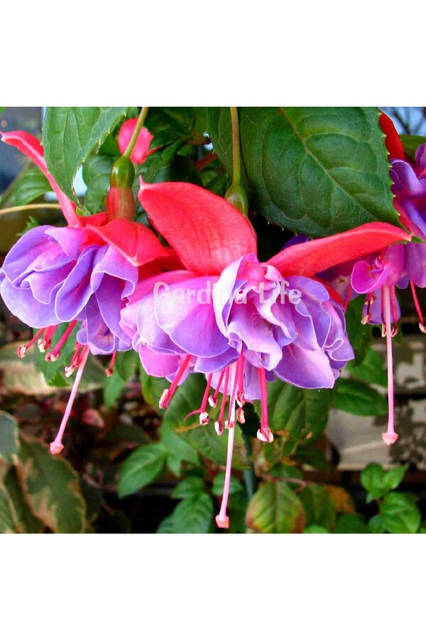 Küpe Çiçeği Fidesi Rose Blue  - 8