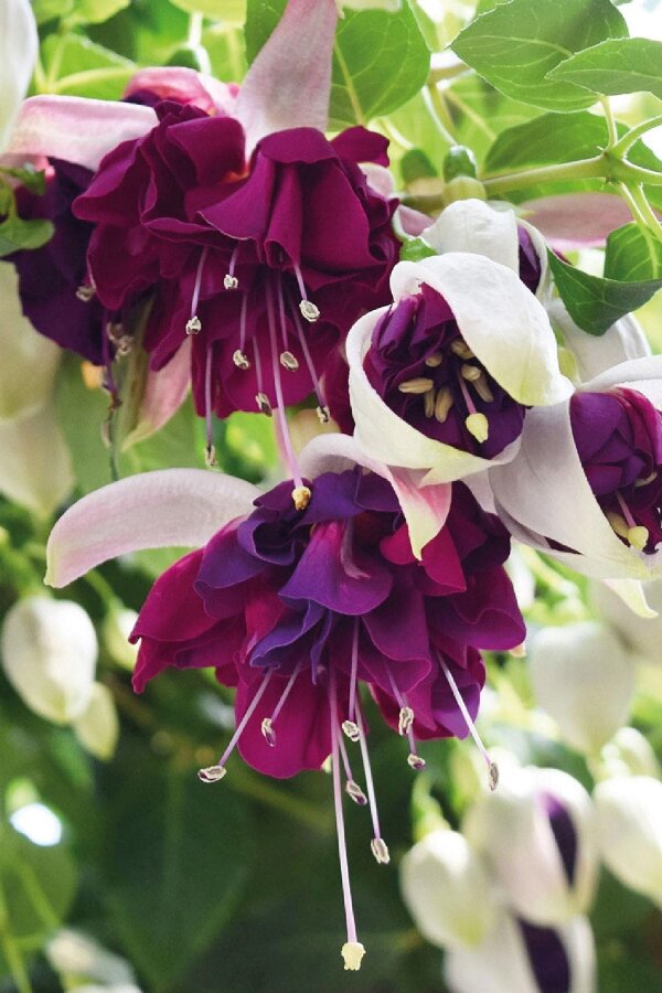 Küpe Çiçeği Fidesi White Purple 