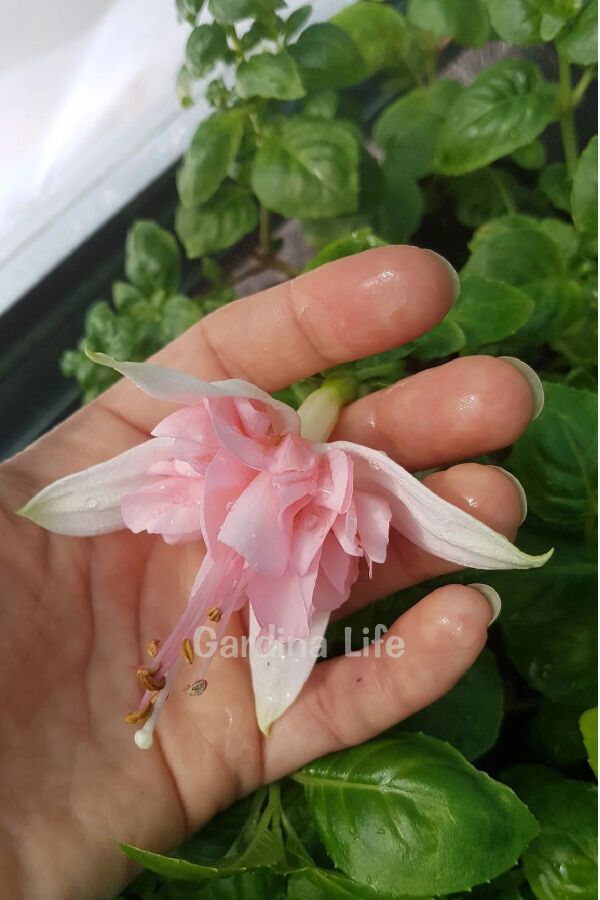 Küpe Çiçeği Fidesi Pink Marshmallow 