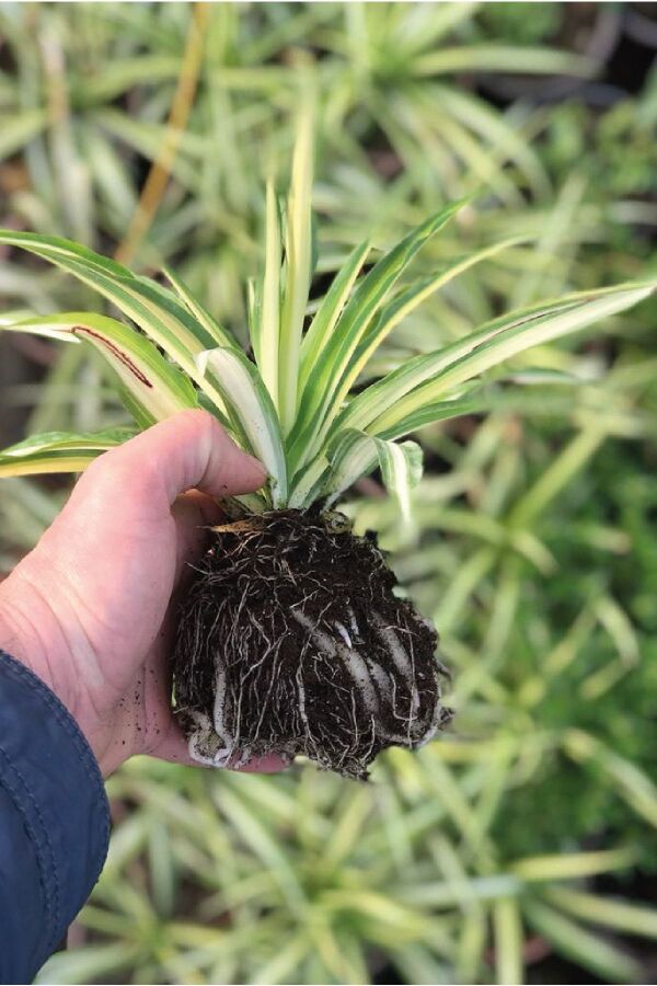 Kurdele  Fidesi Chlorophytum Comosum - 1