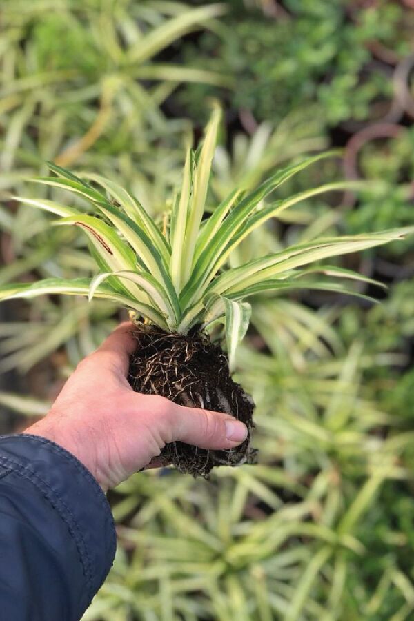 Kurdele  Fidesi Chlorophytum Comosum - 2