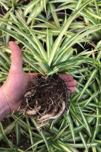 Kurdele  Fidesi Chlorophytum Comosum - 3
