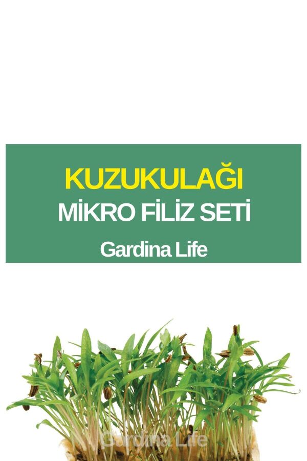 Kuzu Kulağı Mikro Filiz Seti - 1