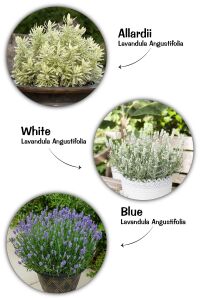 Lavanta Fidesi 3 Farklı Tür 3 Adet Fide ( Lavandula Angustifolia Blue - White - Lavandula Allardii ) - 1