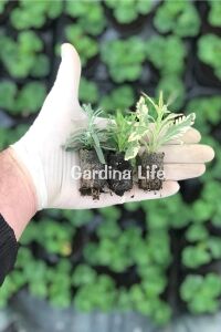 Lavanta Fidesi 3 Farklı Tür 3 Adet Fide ( Lavandula Angustifolia Blue - White - Lavandula Allardii ) - 2