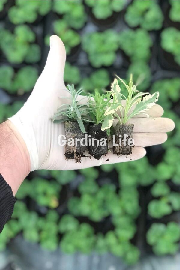 Lavanta Fidesi 3 Farklı Tür 3 Adet Fide ( Lavandula Angustifolia Blue - White - Lavandula Allardii ) - 2
