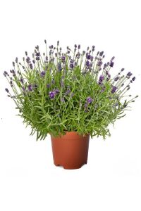 Lavanta Fidesi 3 Farklı Tür 3 Adet Fide ( Lavandula Angustifolia Blue - White - Lavandula Allardii ) - 3