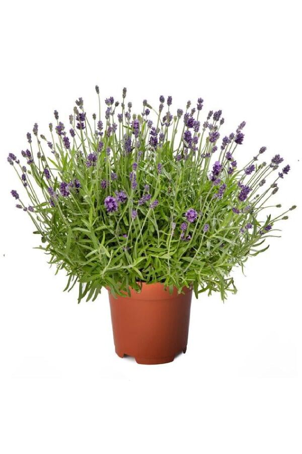 Lavanta Fidesi 3 Farklı Tür 3 Adet Fide ( Lavandula Angustifolia Blue - White - Lavandula Allardii ) - 3