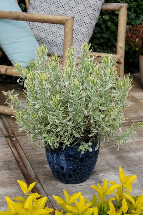 Lavanta Fidesi 3 Farklı Tür 3 Adet Fide ( Lavandula Angustifolia Blue - White - Lavandula Allardii ) - 4