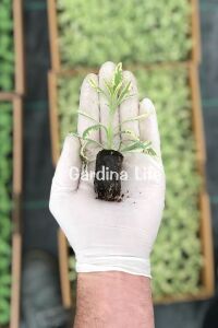 Lavanta Fidesi ( Lavandula Allardii ) Meerlo  - 2