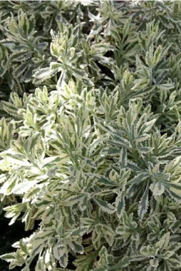 Lavanta Fidesi ( Lavandula Allardii ) Meerlo  - 4
