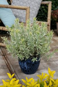 Lavanta Fidesi ( Lavandula Allardii ) Meerlo  - 5