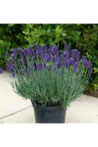 Lavanta Fidesi ( Lavandula Angustifolia ) Blue  - 1