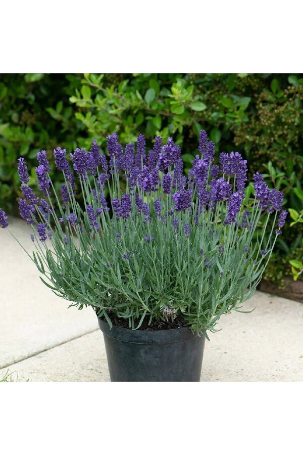 Lavanta Fidesi ( Lavandula Angustifolia ) Blue  - 1