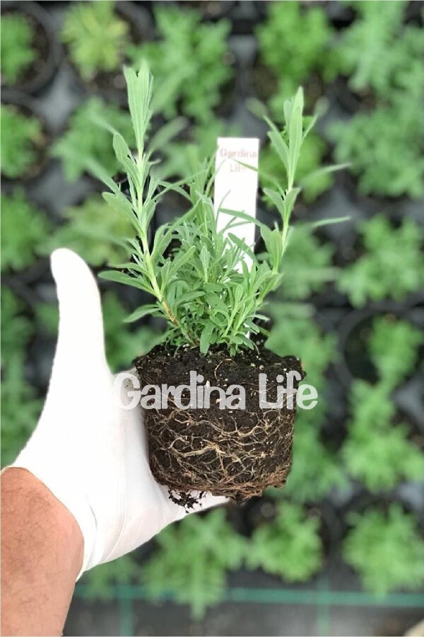Lavanta Fidesi ( Lavandula Angustifolia ) Blue  - 2