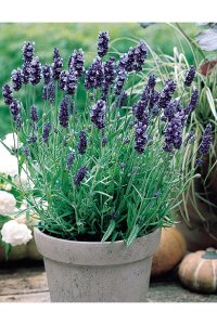 Lavanta Fidesi ( Lavandula Angustifolia ) Blue  - 3
