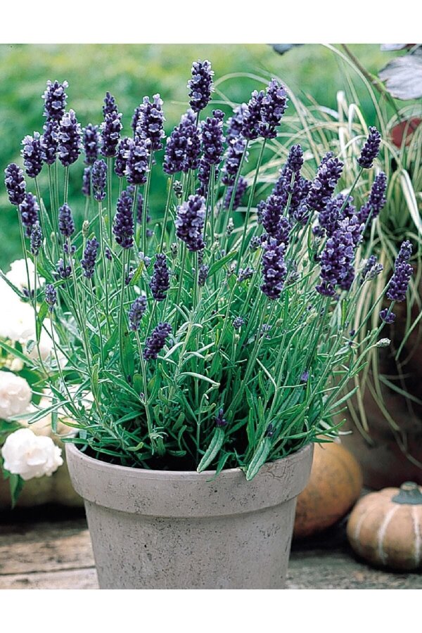 Lavanta Fidesi ( Lavandula Angustifolia ) Blue  - 3