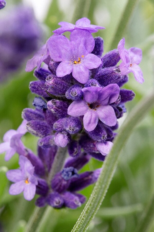 Lavanta Fidesi ( Lavandula Angustifolia ) Blue  - 4
