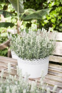Lavanta Fidesi ( Lavandula Angustifolia ) White  - 1