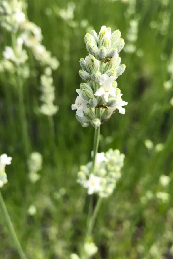 Lavanta Fidesi ( Lavandula Angustifolia ) White  - 2