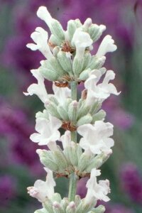 Lavanta Fidesi ( Lavandula Angustifolia ) White  - 3