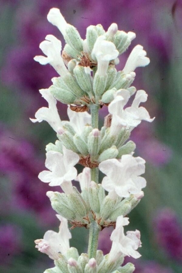 Lavanta Fidesi ( Lavandula Angustifolia ) White  - 3