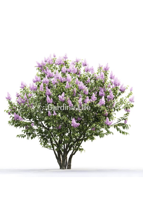 Leylak Fidanı ( Syringe Vulgaris ) - 3