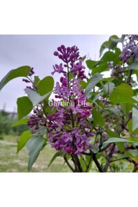 Leylak Fidanı ( Syringe Vulgaris ) - 5