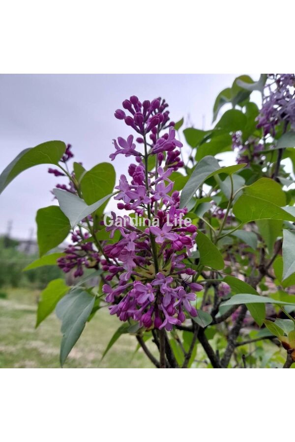 Leylak Fidanı ( Syringe Vulgaris ) - 5