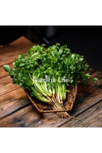 Limon Aromalı Kişniş Fidesi 10 Adet - 5