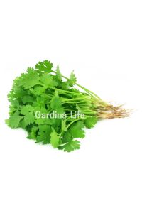 Limon Aromalı Kişniş Fidesi 10 Adet - 6