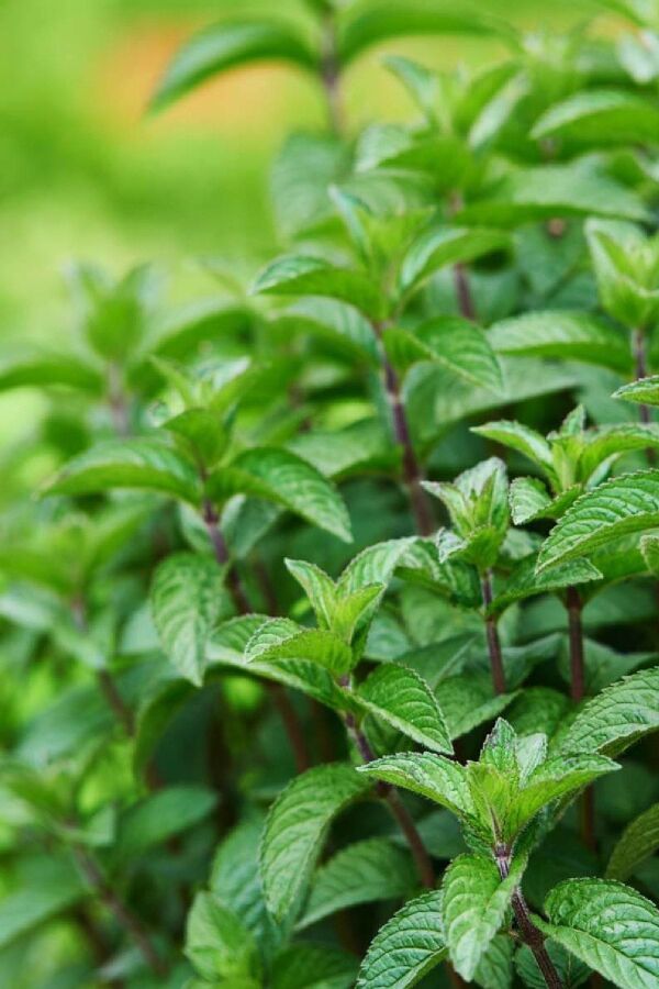 Limon Aromalı Nane Fidesi ( Mentha Gentilis ) Lemon 
