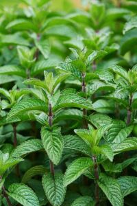 Limon Aromalı Nane Fidesi ( Mentha Gentilis ) Lemon  - 2