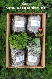 Limon Aromalı Nane Fidesi ( Mentha Gentilis ) Lemon  - 3