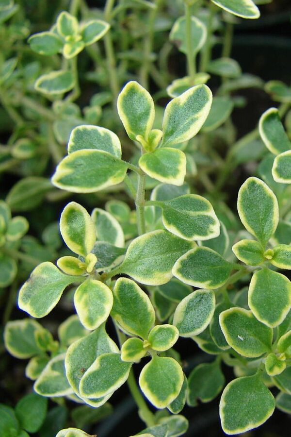 Limon  Kekik Fidesi ( Thymus Citriodorus) Limone 