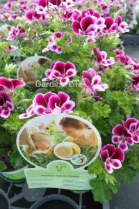 Limon  Sardunya Fidesi Yoğun  ( Pelargonium Species Odorata ) Lemon - 1