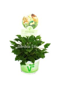 Limon  Sardunya Fidesi Yoğun  ( Pelargonium Species Odorata ) Lemon - 4
